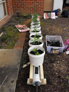 bucket gardening